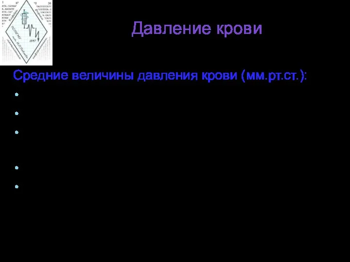 Давление крови Средние величины давления крови (мм.рт.ст.): 100 - в