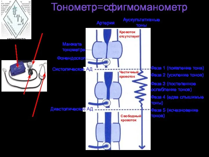 Тонометр=сфигмоманометр манжета манометр Фонендоскоп (или стетоскоп) для выслушивания тонов Грушевидный баллон