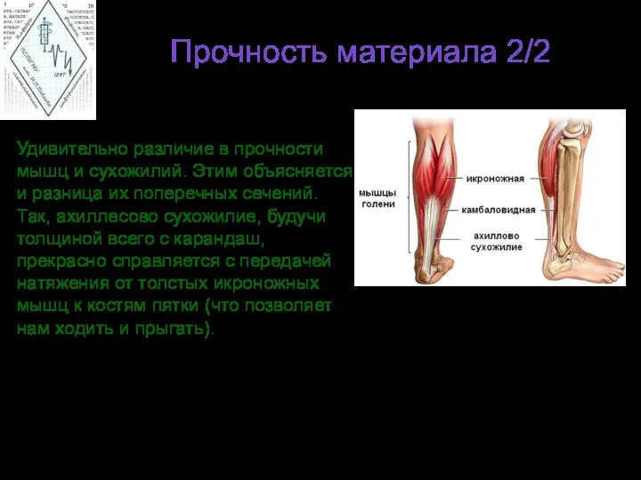 Прочность материала 2/2 Удивительно различие в прочности мышц и сухожилий.