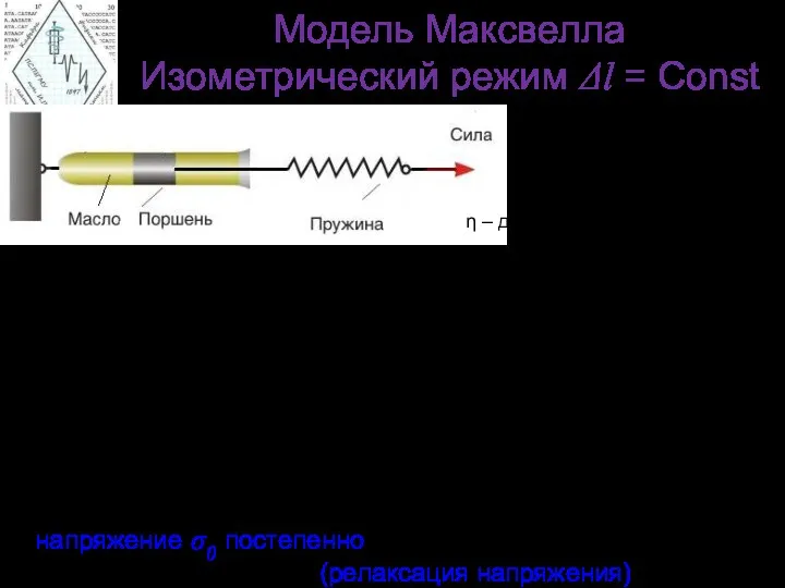 Модель Максвелла Изометрический режим Δl = Сonst При изменении длины