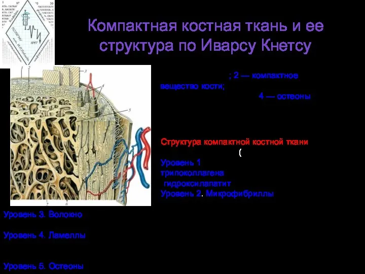 Компактная костная ткань и ее структура по Иварсу Кнетсу 1
