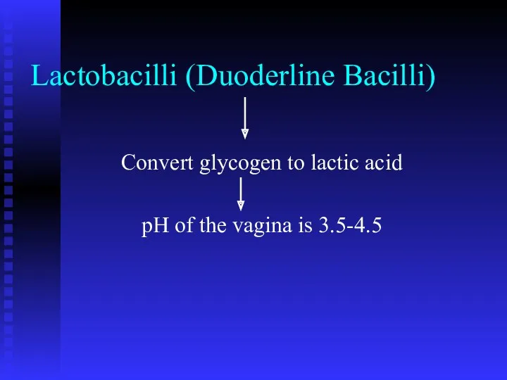 Lactobacilli (Duoderline Bacilli) Convert glycogen to lactic acid pH of the vagina is 3.5-4.5