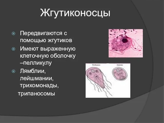 Жгутиконосцы Передвигаются с помощью жгутиков Имеют выраженную клеточную оболочку –пелликулу Лямблии, лейшмании, трихомонады, трипаносомы