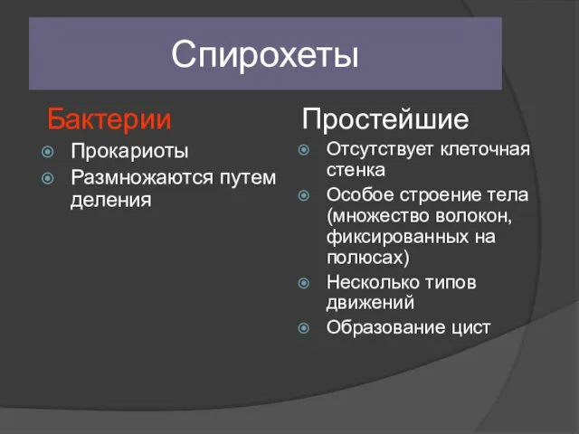 Спирохеты Бактерии Прокариоты Размножаются путем деления Простейшие Отсутствует клеточная стенка