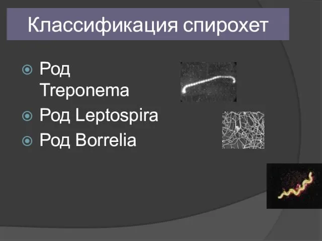 Классификация спирохет Род Treponema Род Leptospira Род Borrelia