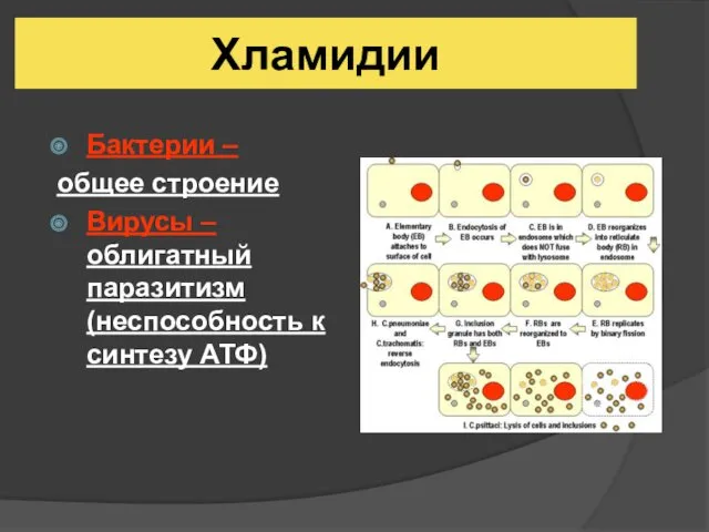 Хламидии Бактерии – общее строение Вирусы – облигатный паразитизм (неспособность к синтезу АТФ)