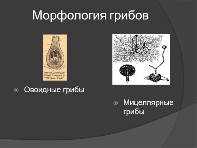 Морфология грибов Овоидные грибы Мицеллярные грибы