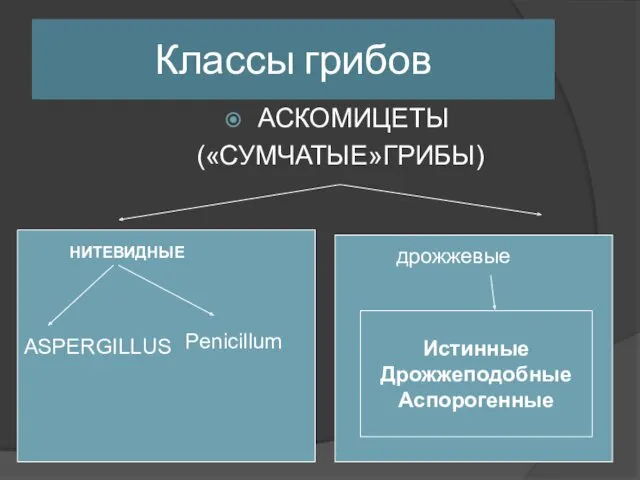 Классы грибов АСКОМИЦЕТЫ («СУМЧАТЫЕ»ГРИБЫ) НИТЕВИДНЫЕ ASPERGILLUS Penicillum дрожжевые ист Истинные Дрожжеподобные Аспорогенные