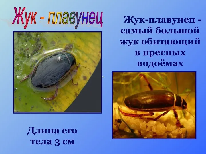 Жук-плавунец - самый большой жук обитающий в пресных водоёмах Длина