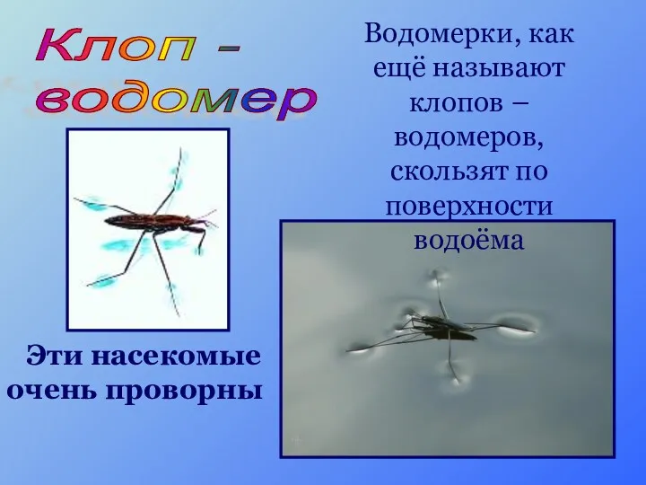 Водомерки, как ещё называют клопов – водомеров, скользят по поверхности