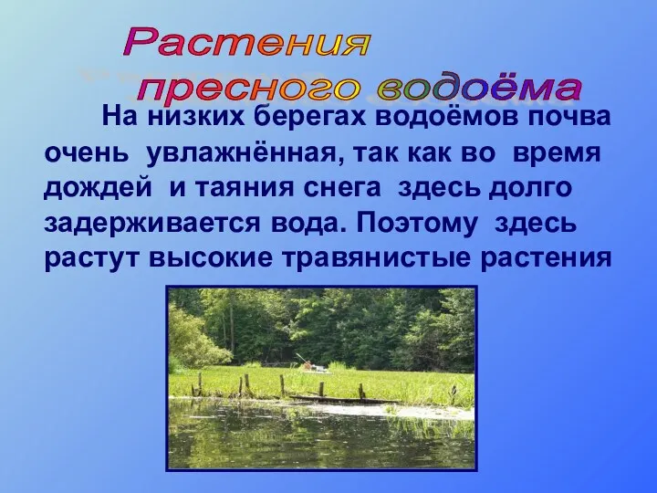 На низких берегах водоёмов почва очень увлажнённая, так как во