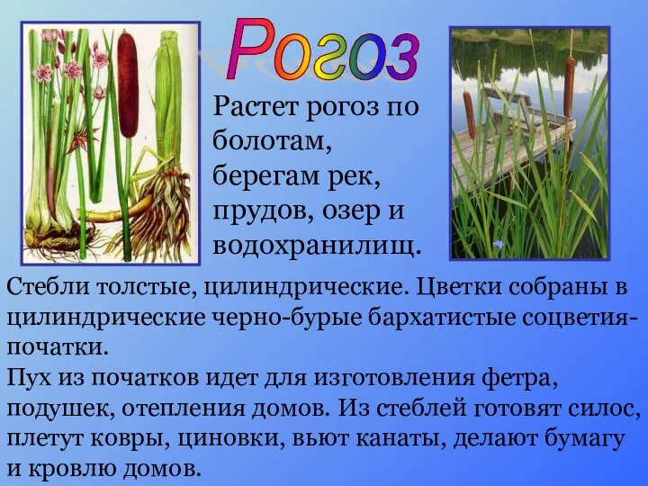 Растет рогоз по болотам, берегам рек, прудов, озер и водохранилищ.