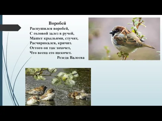 Воробей Распушился воробей, С головой залез в ручей, Машет крыльями,