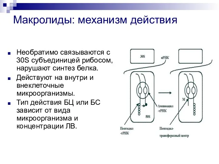 Макролиды: механизм действия Необратимо связываются с 30S субъединицей рибосом, нарушают