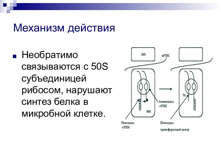 Механизм действия Необратимо связываются с 50S субъединицей рибосом, нарушают синтез белка в микробной клетке.