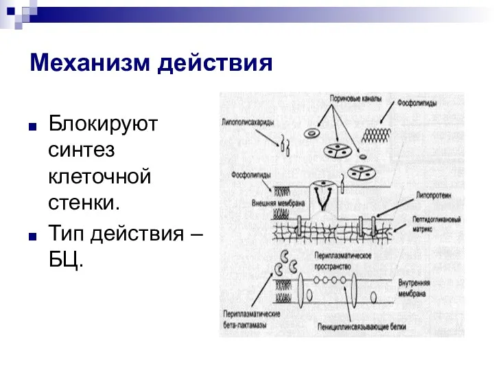 Механизм действия Блокируют синтез клеточной стенки. Тип действия – БЦ.