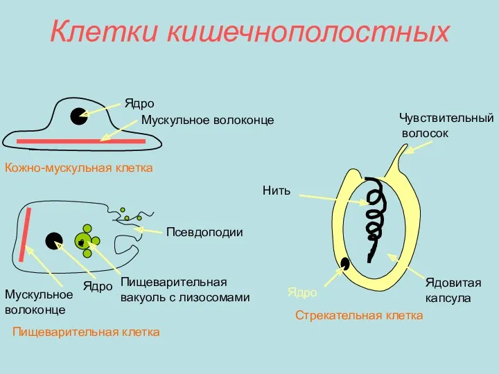 Клетки кишечнополостных Ядро Мускульное волоконце Кожно-мускульная клетка Мускульное волоконце Ядро