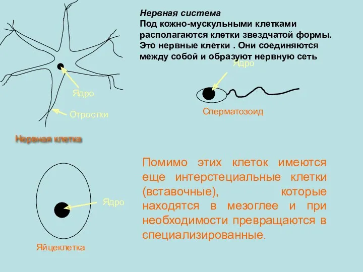 Ядро Отростки Нервная клетка Ядро Яйцеклетка Ядро Сперматозоид Помимо этих клеток имеются еще