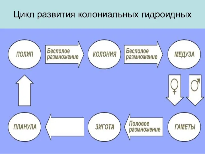 Цикл развития колониальных гидроидных