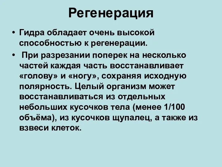 Регенерация Гидра обладает очень высокой способностью к регенерации. При разрезании поперек на несколько