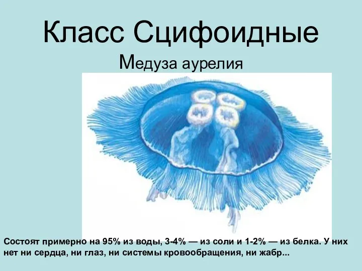 Класс Сцифоидные Медуза аурелия Состоят примерно на 95% из воды, 3-4% — из