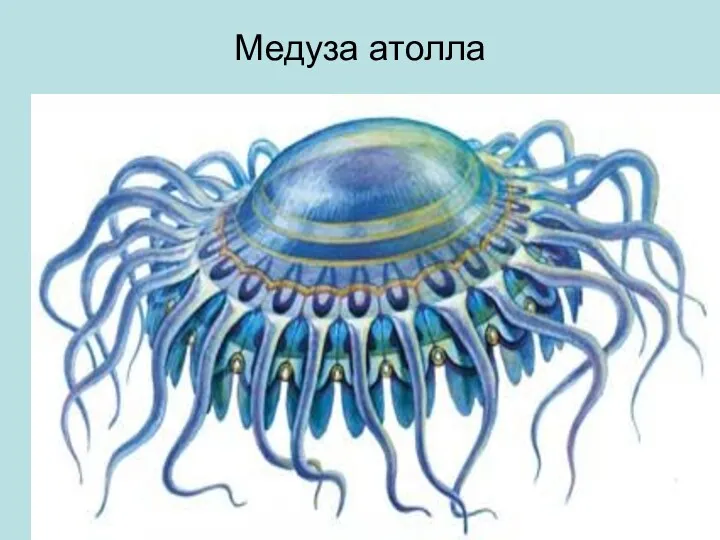 Медуза атолла
