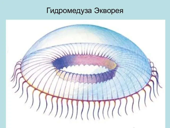 Гидромедуза Экворея