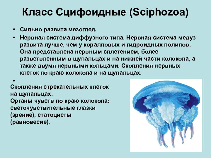 Класс Сцифоидные (Sciphozoa) Сильно развита мезоглея. Нервная система диффузного типа. Нервная система медуз