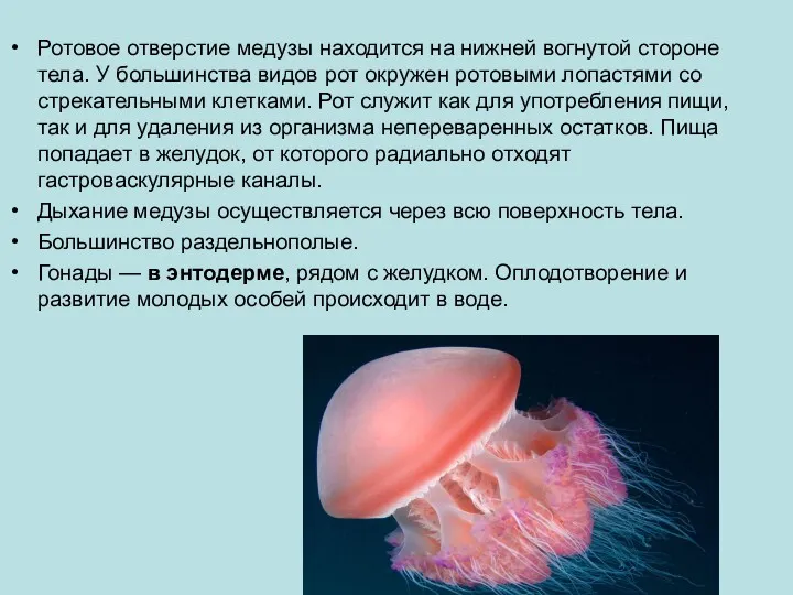 Ротовое отверстие медузы находится на нижней вогнутой стороне тела. У