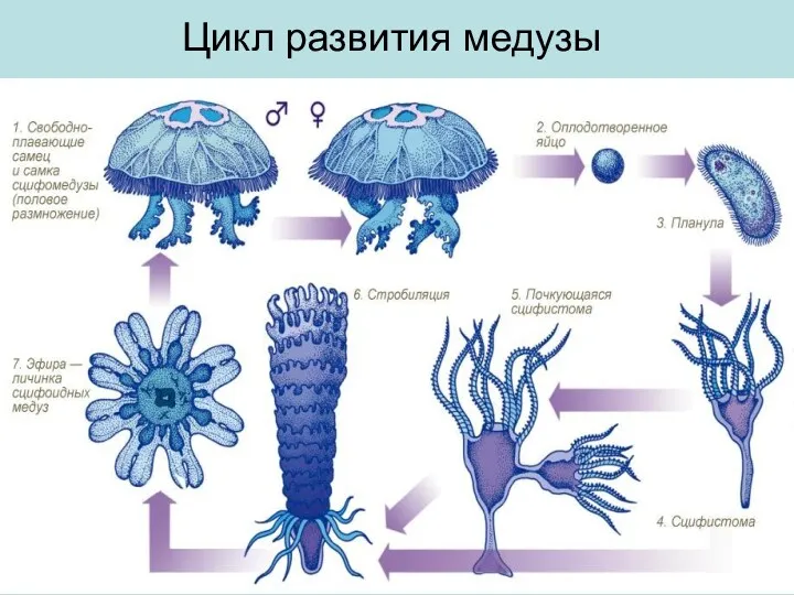 Цикл развития медузы