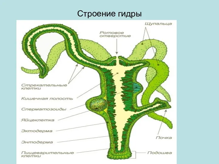 Строение гидры