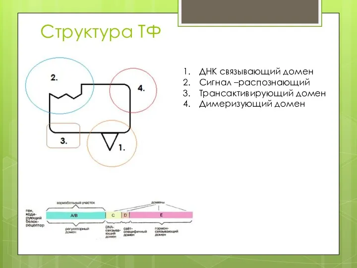 Структура ТФ ДНК связывающий домен Сигнал –распознающий Трансактивирующий домен Димеризующий домен