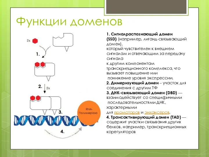 Функции доменов 1. Сигналраспознающий домен (SSD) (например, лиганд-связывающий домен), который