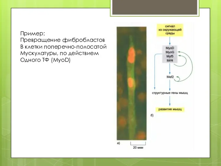 Пример: Превращение фибробластов В клетки поперечно-полосатой Мускулатуры, по действием Одного ТФ (MyoD)