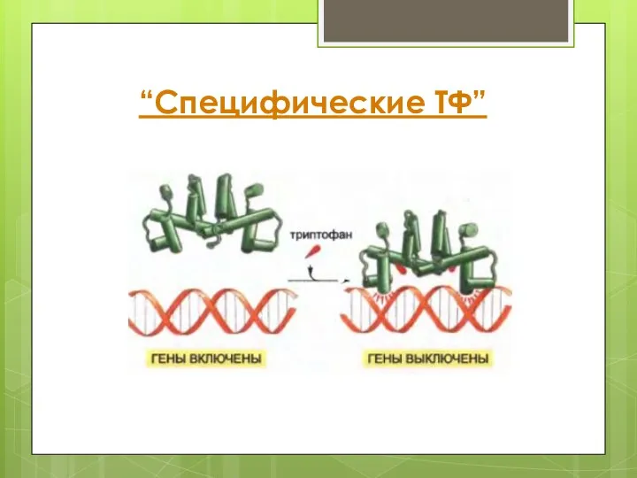 “Специфические ТФ”