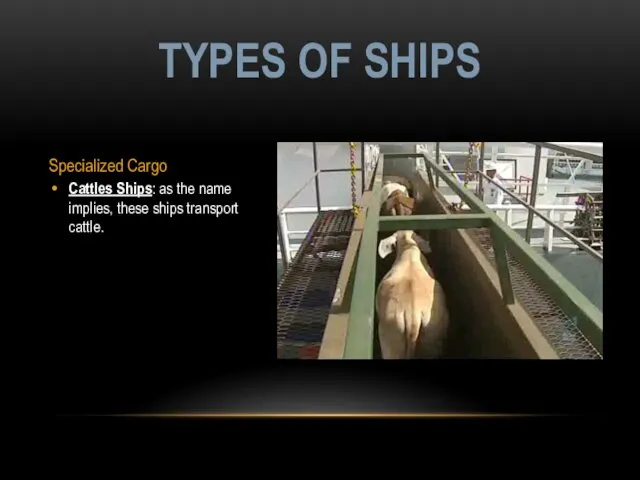 Specialized Cargo Cattles Ships: as the name implies, these ships transport cattle. TYPES OF SHIPS