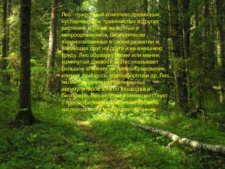 Лес - природный комплекс древесных, кустарниковых, травянистых и других растений,
