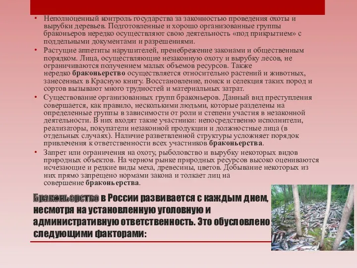 Браконьерство в России развивается с каждым днем, несмотря на установленную