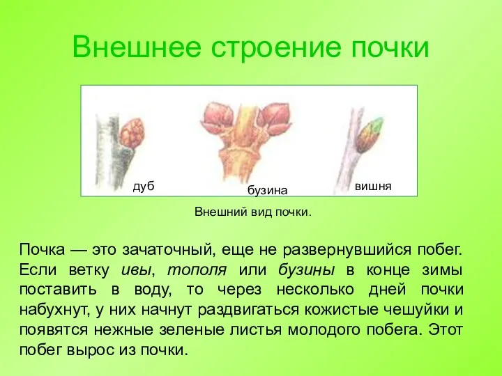 Внешнее строение почки Почка — это зачаточный, еще не развернувшийся