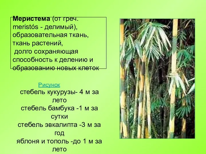 Меристема (от греч. meristós - делимый), образовательная ткань, ткань растений,
