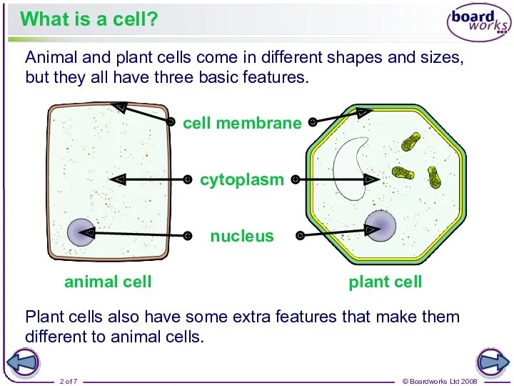 What is a cell? Animal and plant cells come in