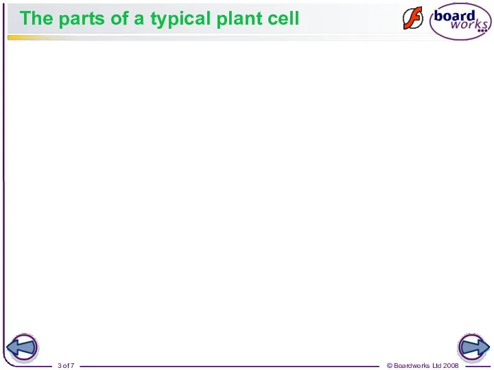 The parts of a typical plant cell