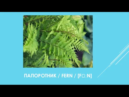 ПАПОРОТНИК / FERN / [FꞫːN]