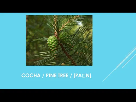 СОСНА / PINE TREE / [PAꞮN]