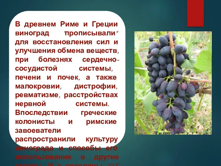 В древнем Риме и Греции виноград "прописывали" для восстановления сил