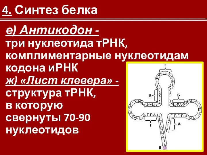 е) Антикодон - три нуклеотида тРНК, комплиментарные нуклеотидам кодона иРНК