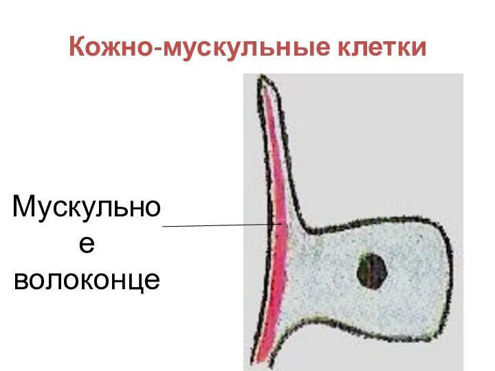 Кожно-мускульные клетки Мускульное волоконце