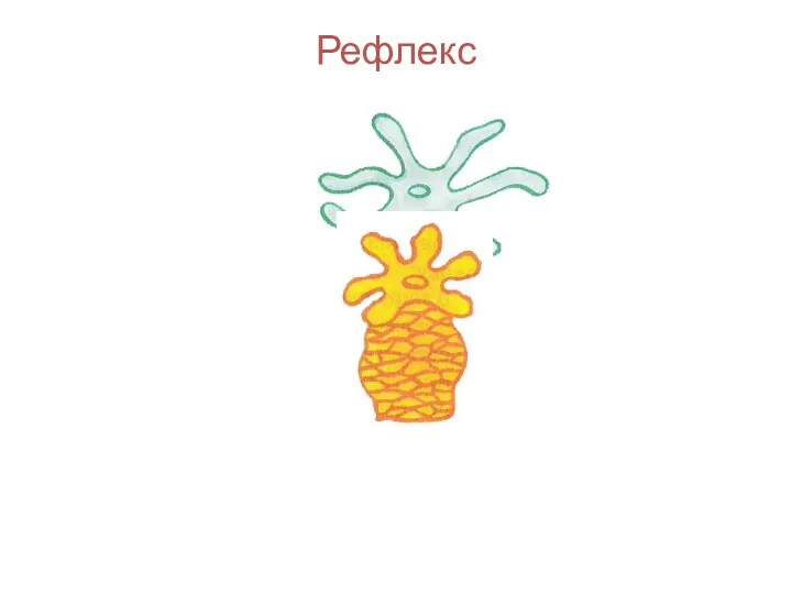 Рефлекс