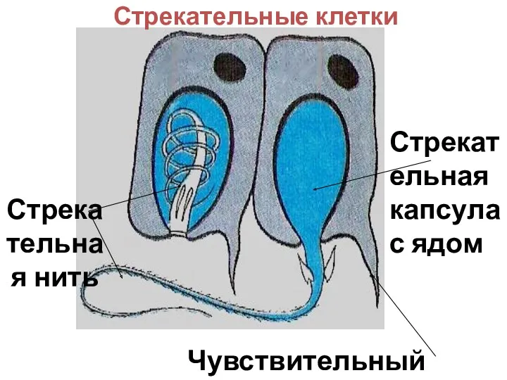 Стрекательные клетки Чувствительный волосок Стрекательная капсула с ядом Стрекательная нить