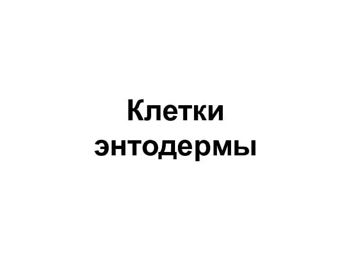 Клетки энтодермы